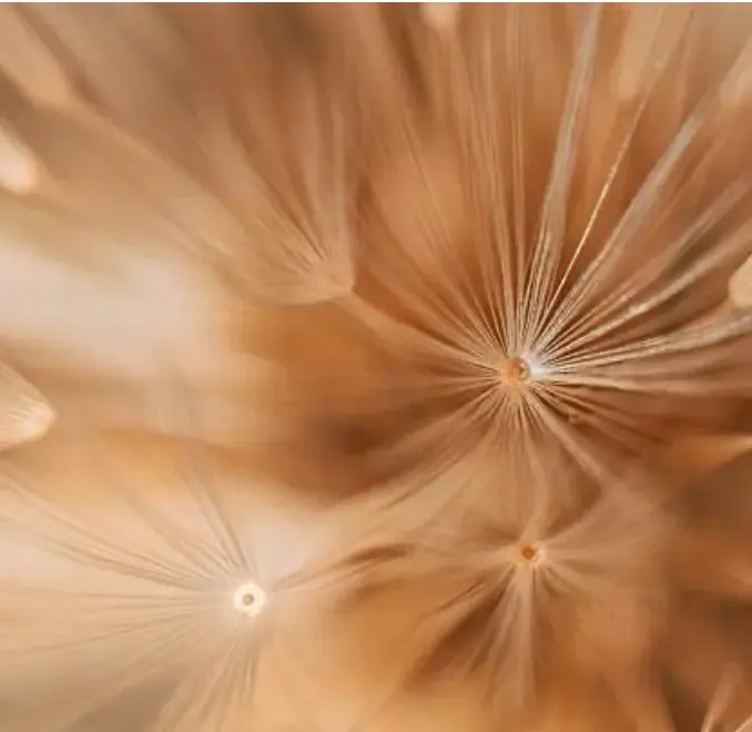 Dandelion against skin